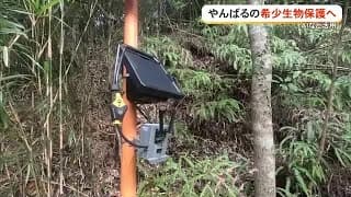 AI Trial Launches To Protect Yanbaru Wildlife