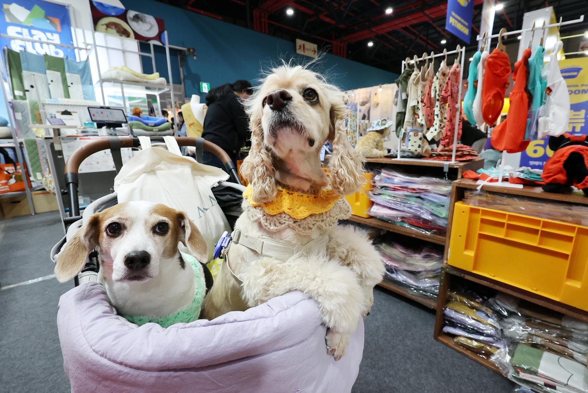 AI Transforms Pet Economy Into Digital Content