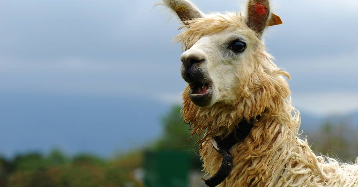 Developer Releases Llama3pure For Local Inference