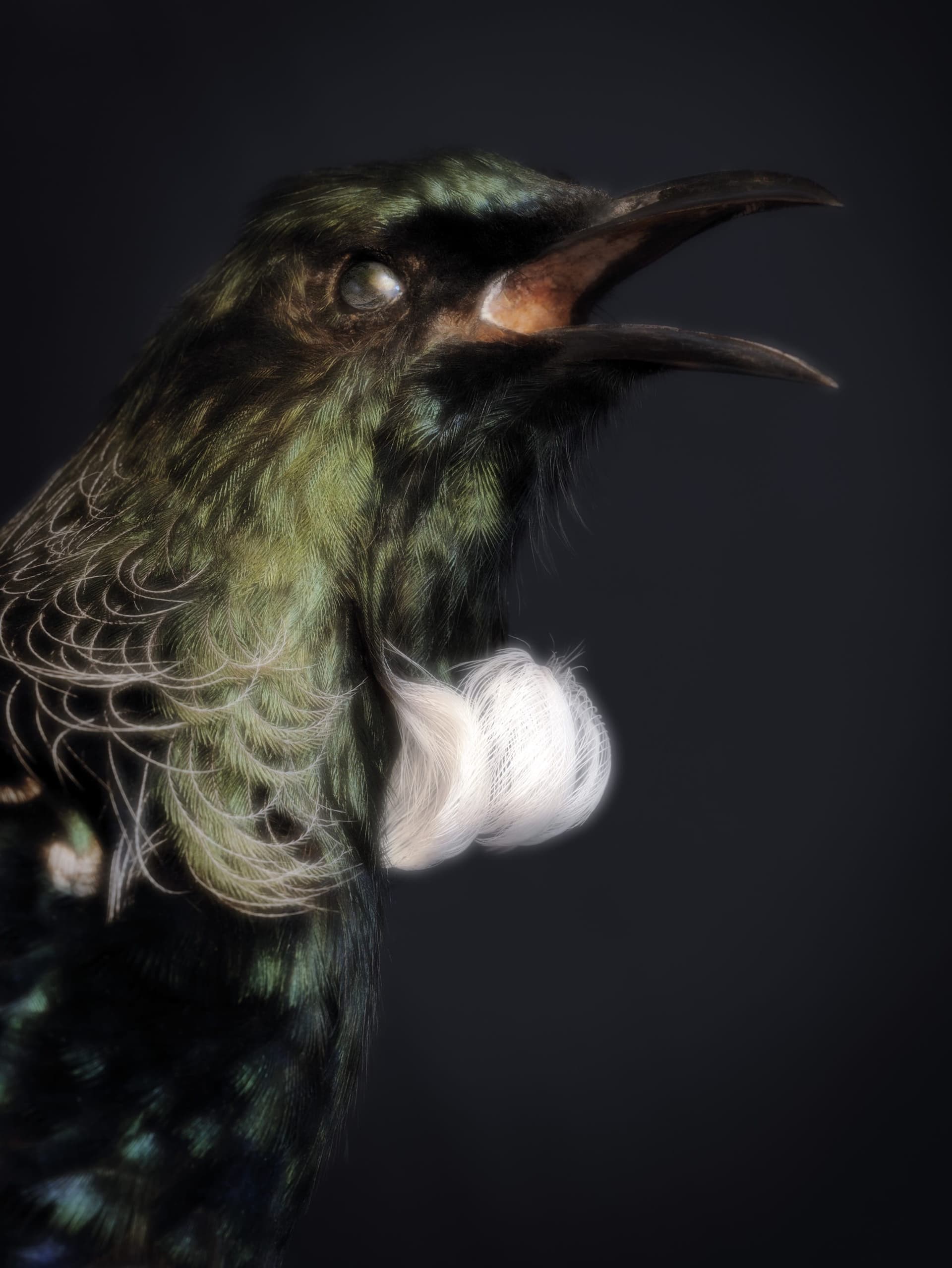 Fiona Pardington Presents Taharaki Skyside Bird Portraits