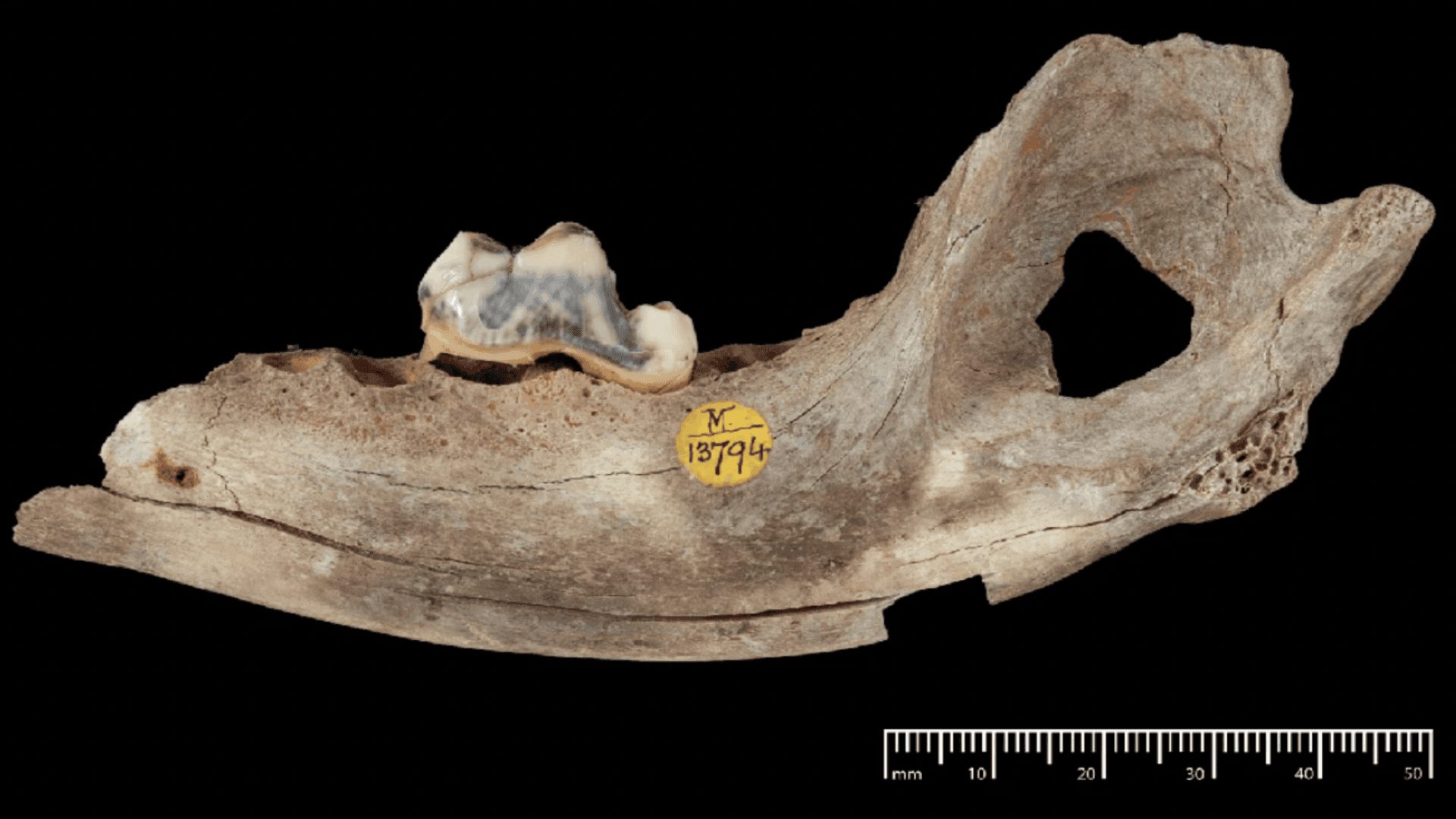 Ancient Dogs Reshape Timeline Of Domestication