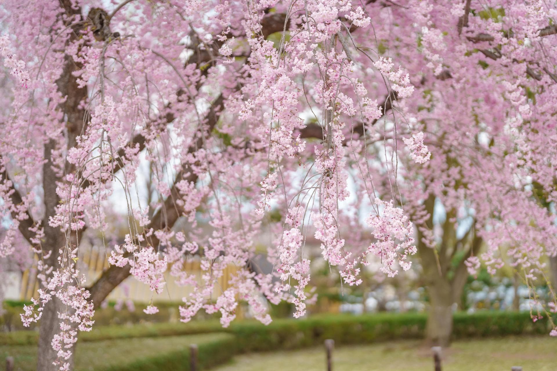 Cherry Blossoms Lift Mood And Reduce Stress