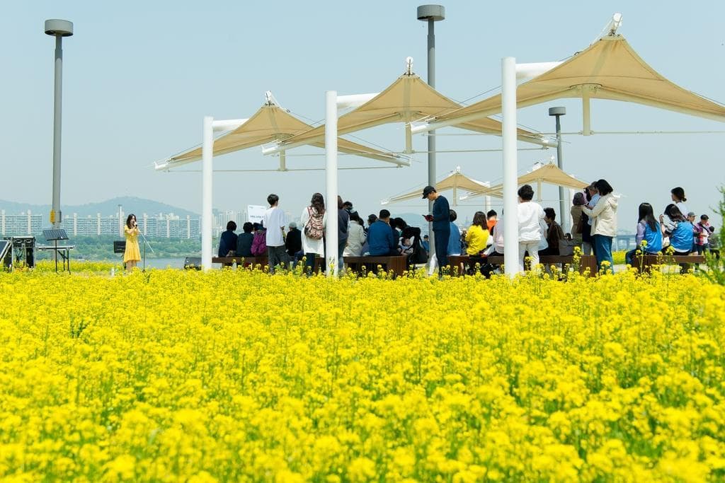 Seoul Names 175 Spring Flower Routes